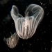 Mnemiopsis - Photo (c) Kent McFarland,  זכויות יוצרים חלקיות (CC BY-NC)