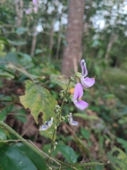 Neustanthus phaseoloides