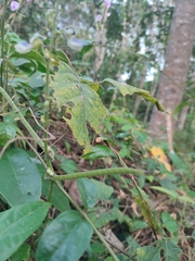 Neustanthus phaseoloides