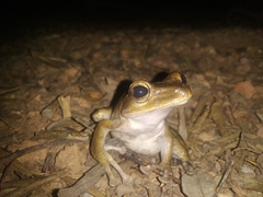 Polypedates occidentalis