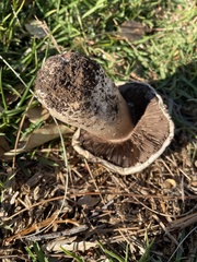 Agaricus bernardii