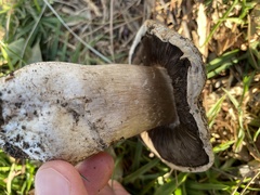 Agaricus bernardii
