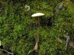 Mycetinis prasiosmus