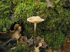 Mycetinis prasiosmus