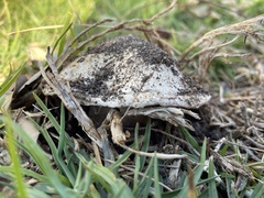 Agaricus bernardii