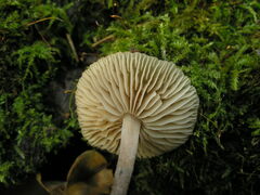 Mycetinis prasiosmus