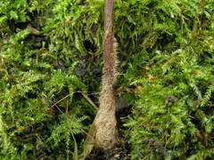 Mycetinis prasiosmus