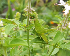 Schistocerca flavofasciata