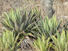 Agave convallis