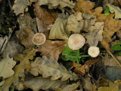 Mycetinis prasiosmus