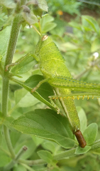 Schistocerca flavofasciata