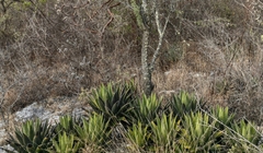 Agave convallis
