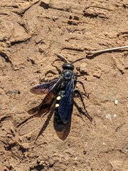 Myzinum obscurum