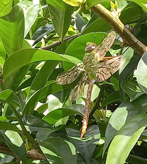 Anax concolor