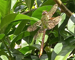 Anax concolor