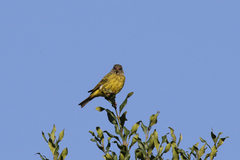 Crithagra hyposticta