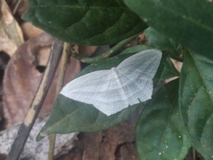Acropteris ciniferaria