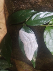 Acropteris ciniferaria