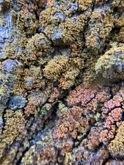 Candelariaceae