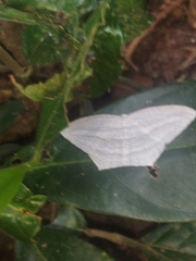 Acropteris ciniferaria