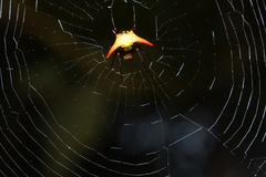 Micrathena guerini