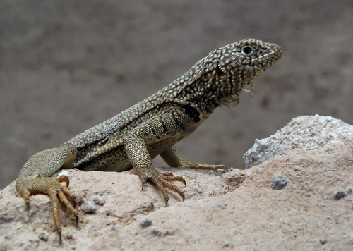Pica Pacific Iguana, Microlophus theresioides