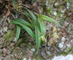 Epidendrum conopseum