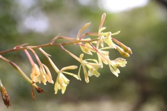 Epidendrum conopseum