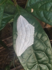 Acropteris ciniferaria