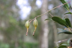 Epidendrum conopseum