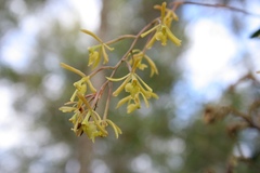 Epidendrum conopseum