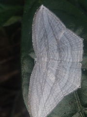 Acropteris ciniferaria