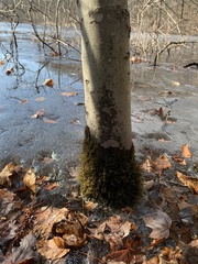 Pseudanomodon attenuatus