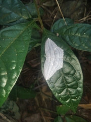Acropteris ciniferaria