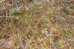 Syngonanthus flavidulus