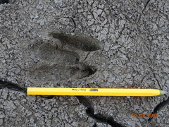 Odocoileus virginianus