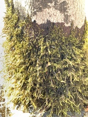 Pseudanomodon attenuatus