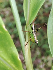 Conocephalus melaenus