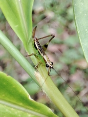 Conocephalus melaenus