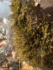 Pseudanomodon attenuatus