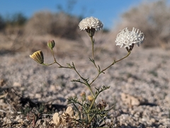 Chaenactis carphoclinia