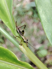 Conocephalus melaenus