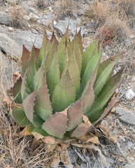 Agave potatorum