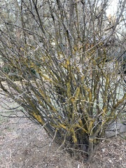 Candelariaceae