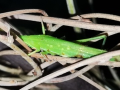 Euconocephalus varius