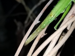 Euconocephalus varius