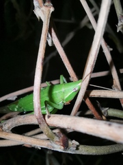 Euconocephalus varius