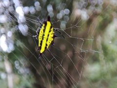 Gasteracantha diadesmia