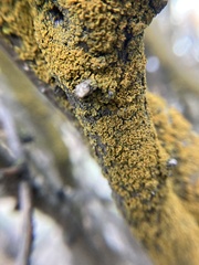 Candelariaceae