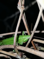 Euconocephalus varius